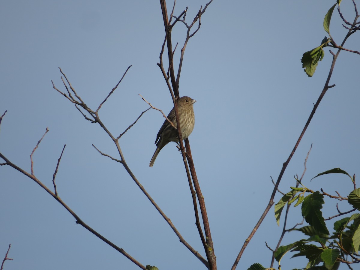 House Finch - ML72247231