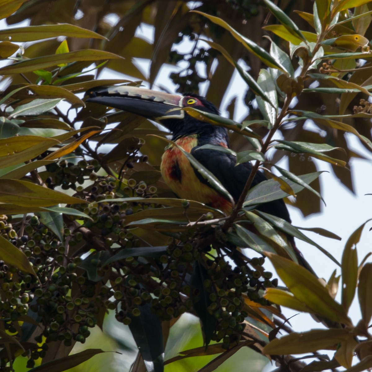 Collared Aracari - ML72247421