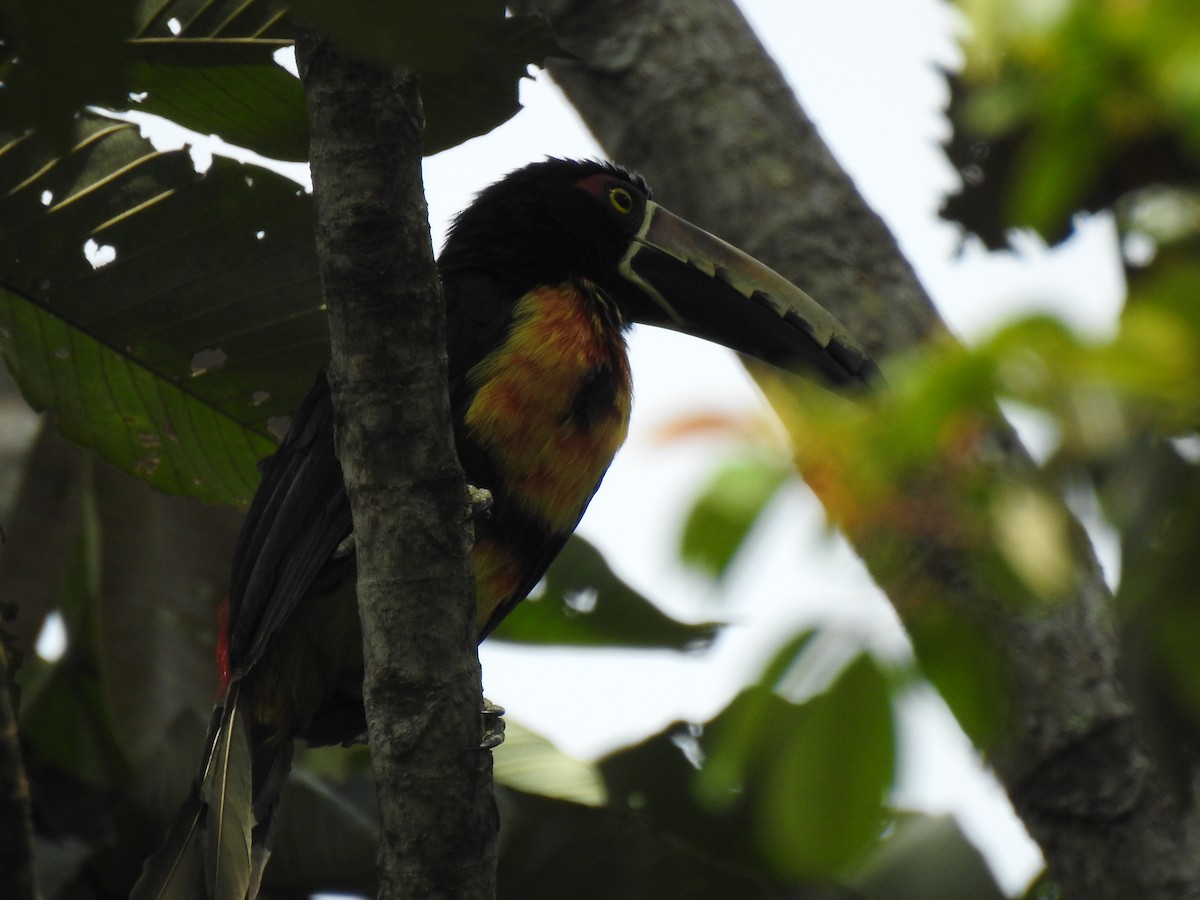 Collared Aracari - ML72247581