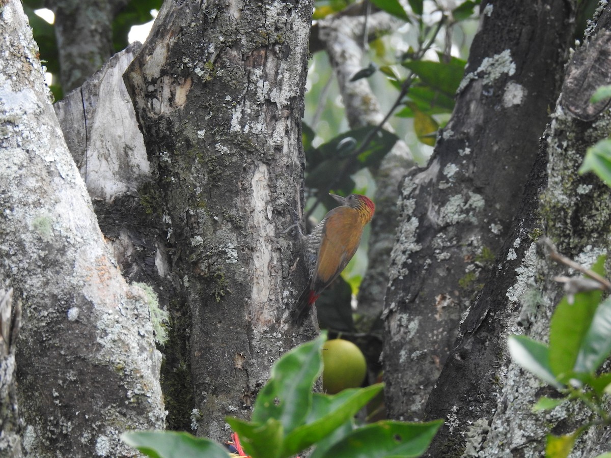 Red-rumped Woodpecker - ML72247941