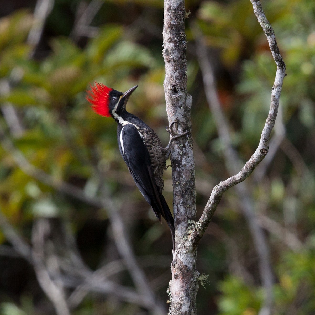 Lineated Woodpecker - ML72247971