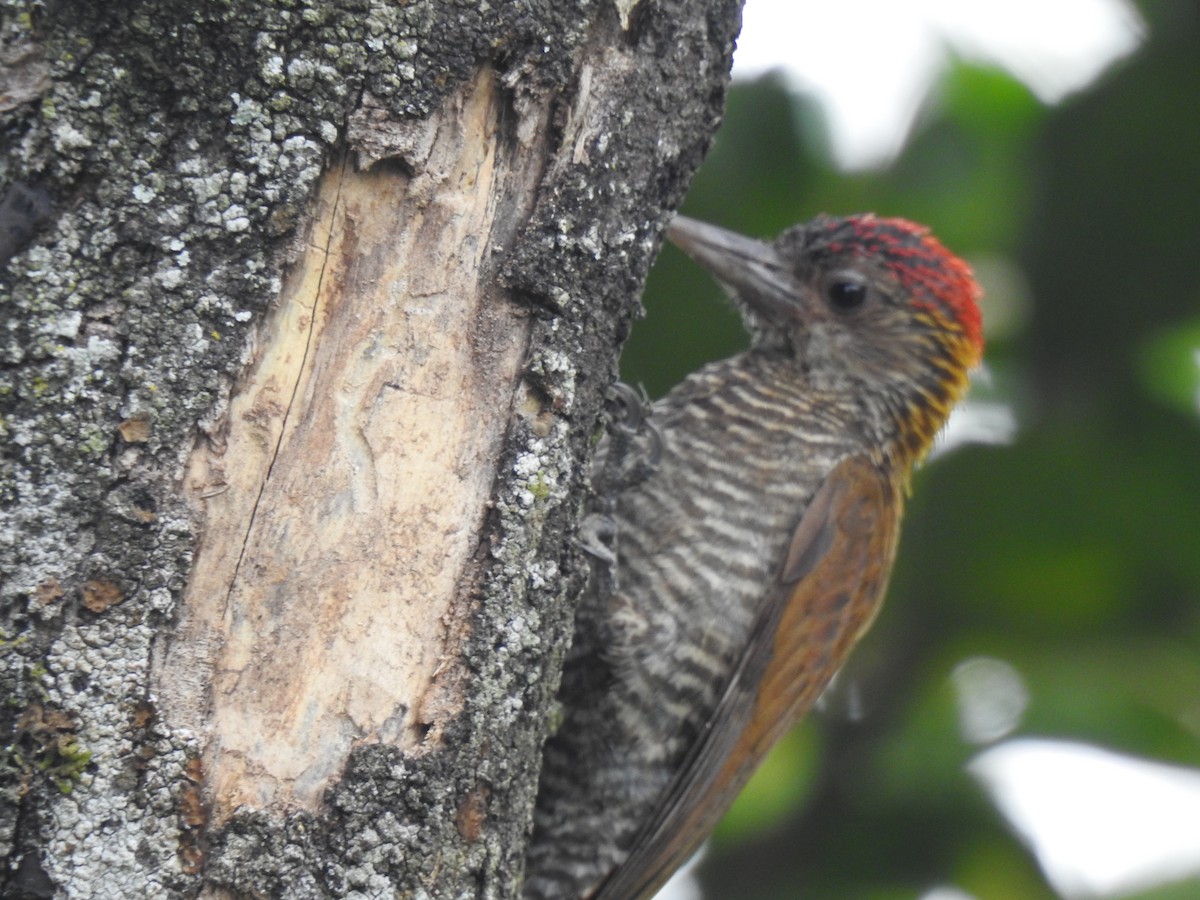 Red-rumped Woodpecker - ML72247981