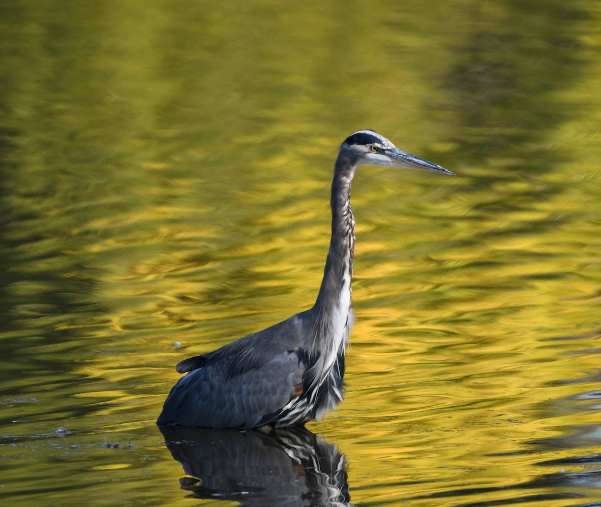 Great Blue Heron - Ken Pitts