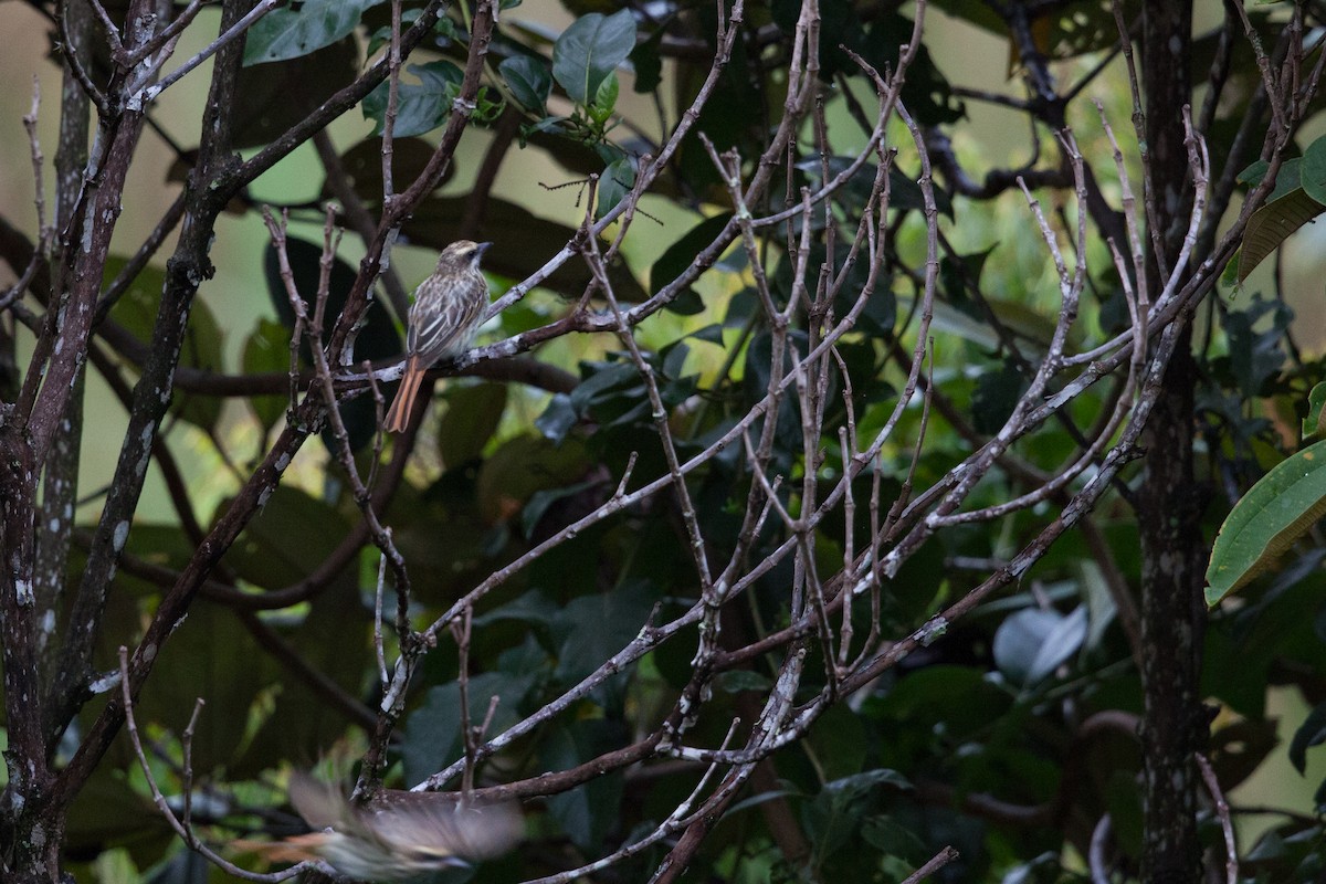 Streaked Flycatcher - ML72248581