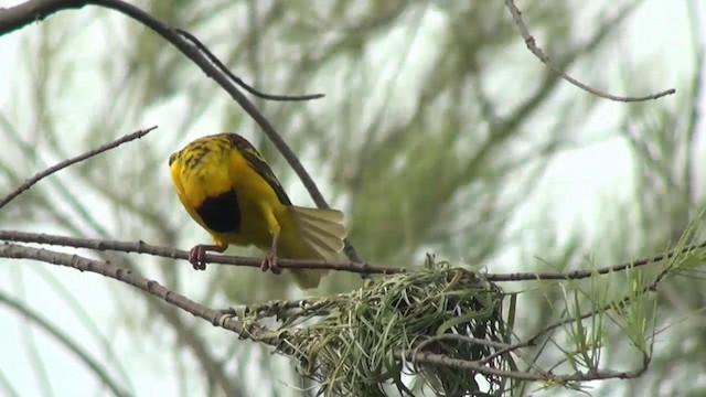 Village Weaver - ML722486