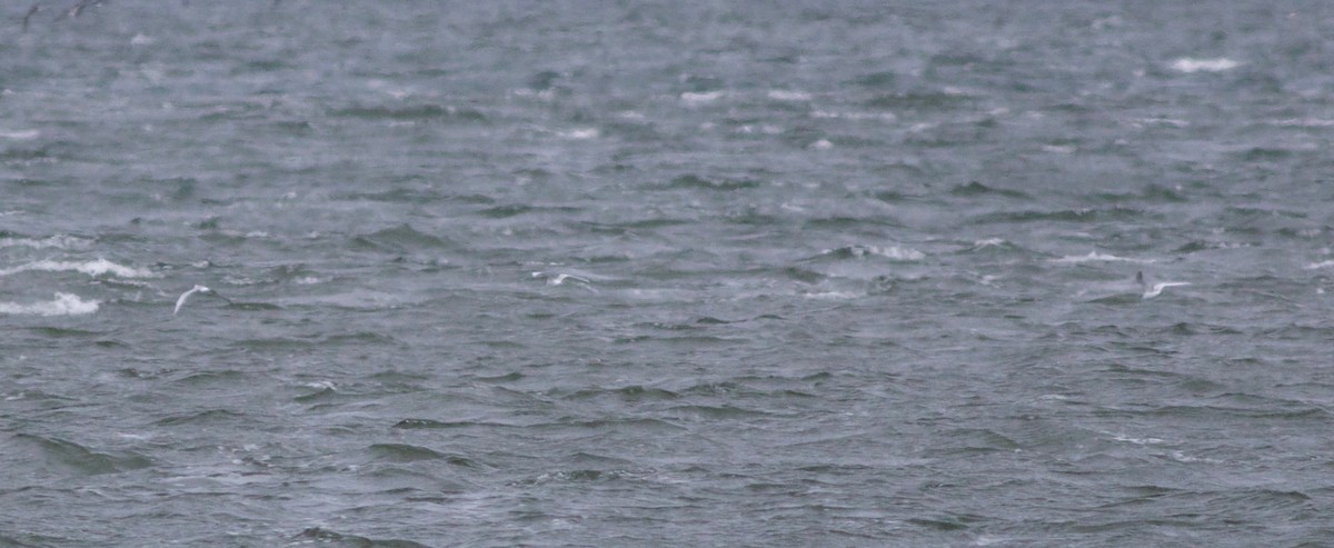 Forster's Tern - ML72248901