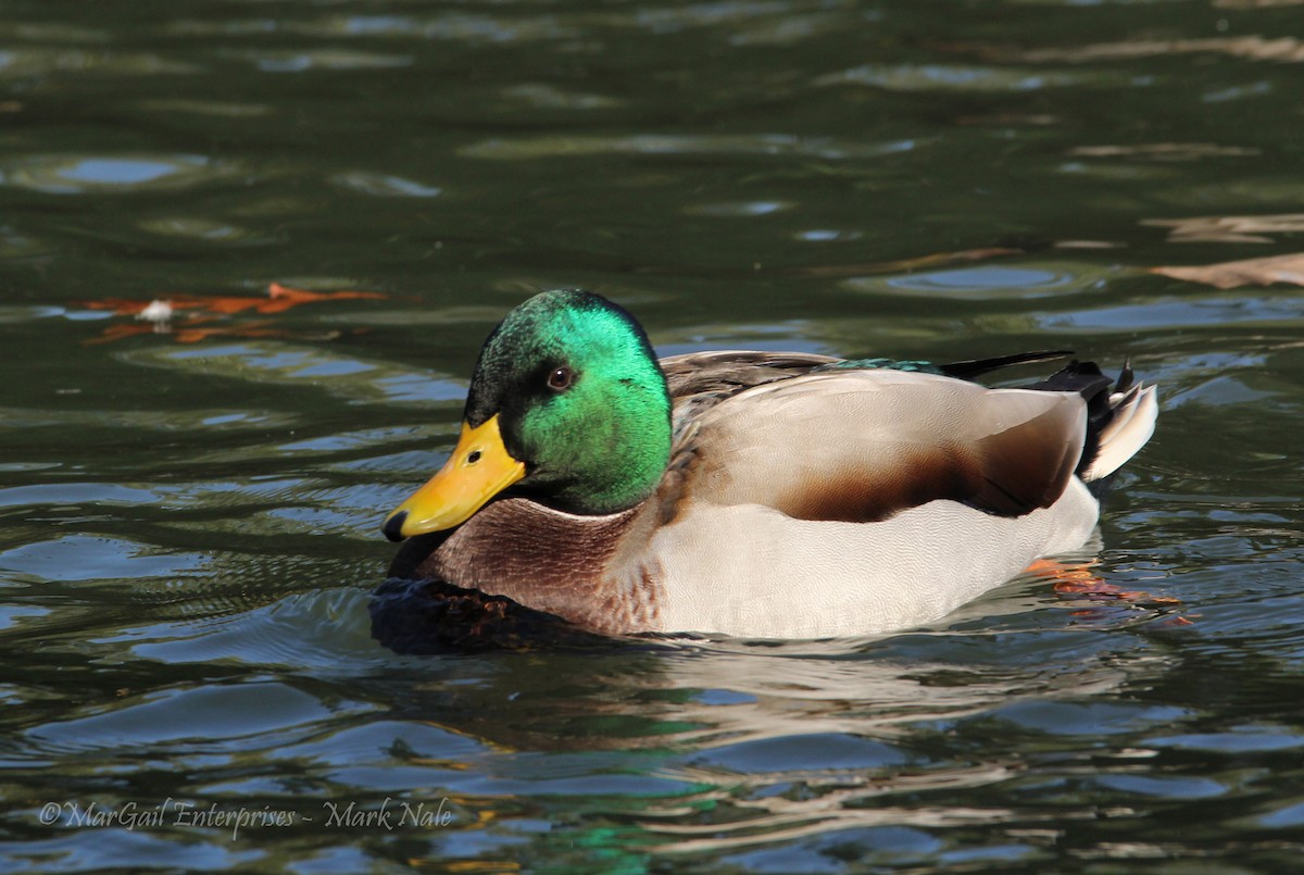 Mallard - ML72249741