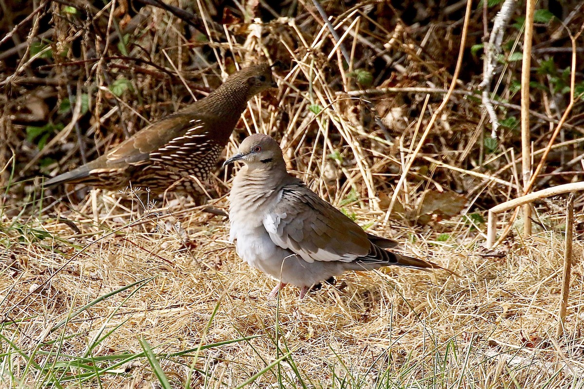 White-winged Dove - ML72249801