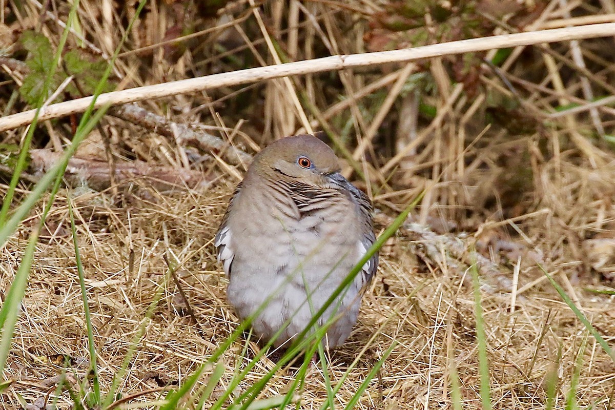 White-winged Dove - ML72249861