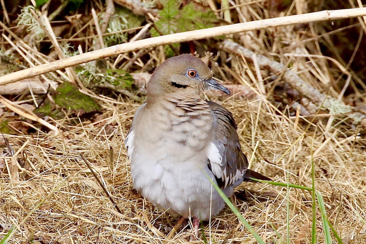 White-winged Dove - ML72249981