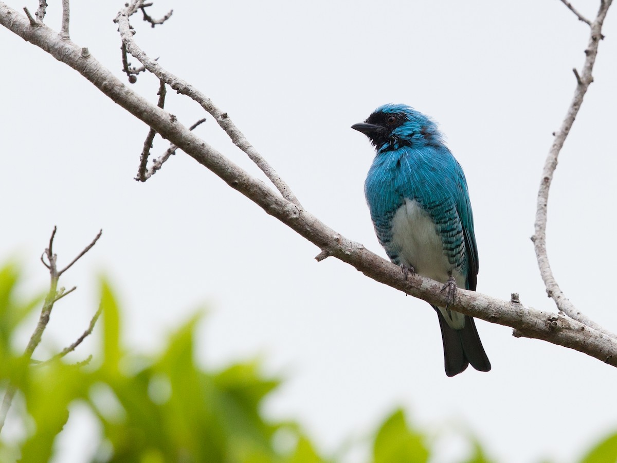 Swallow Tanager - ML72249991