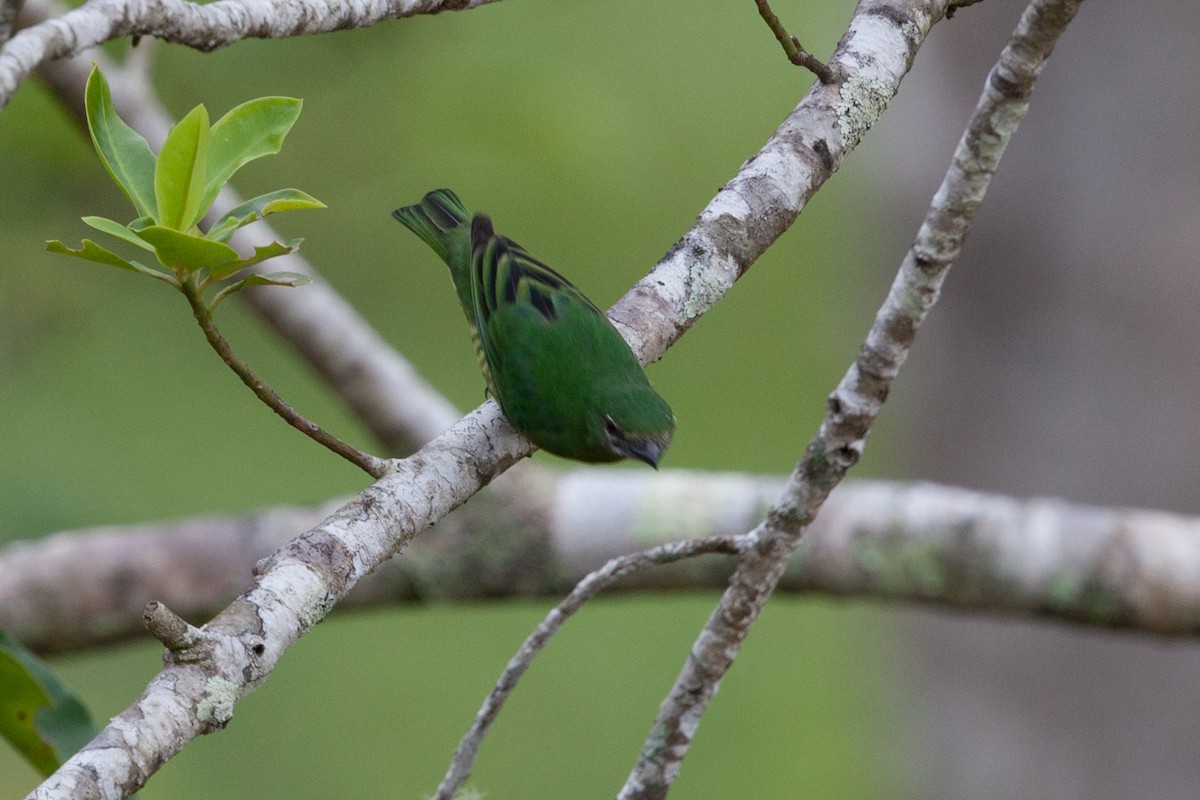 Swallow Tanager - ML72250001
