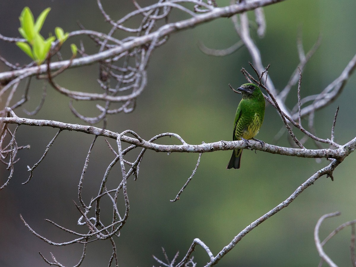 Swallow Tanager - ML72250051