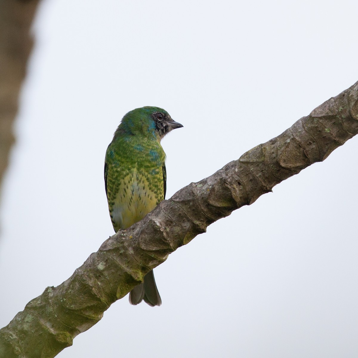Swallow Tanager - ML72250081