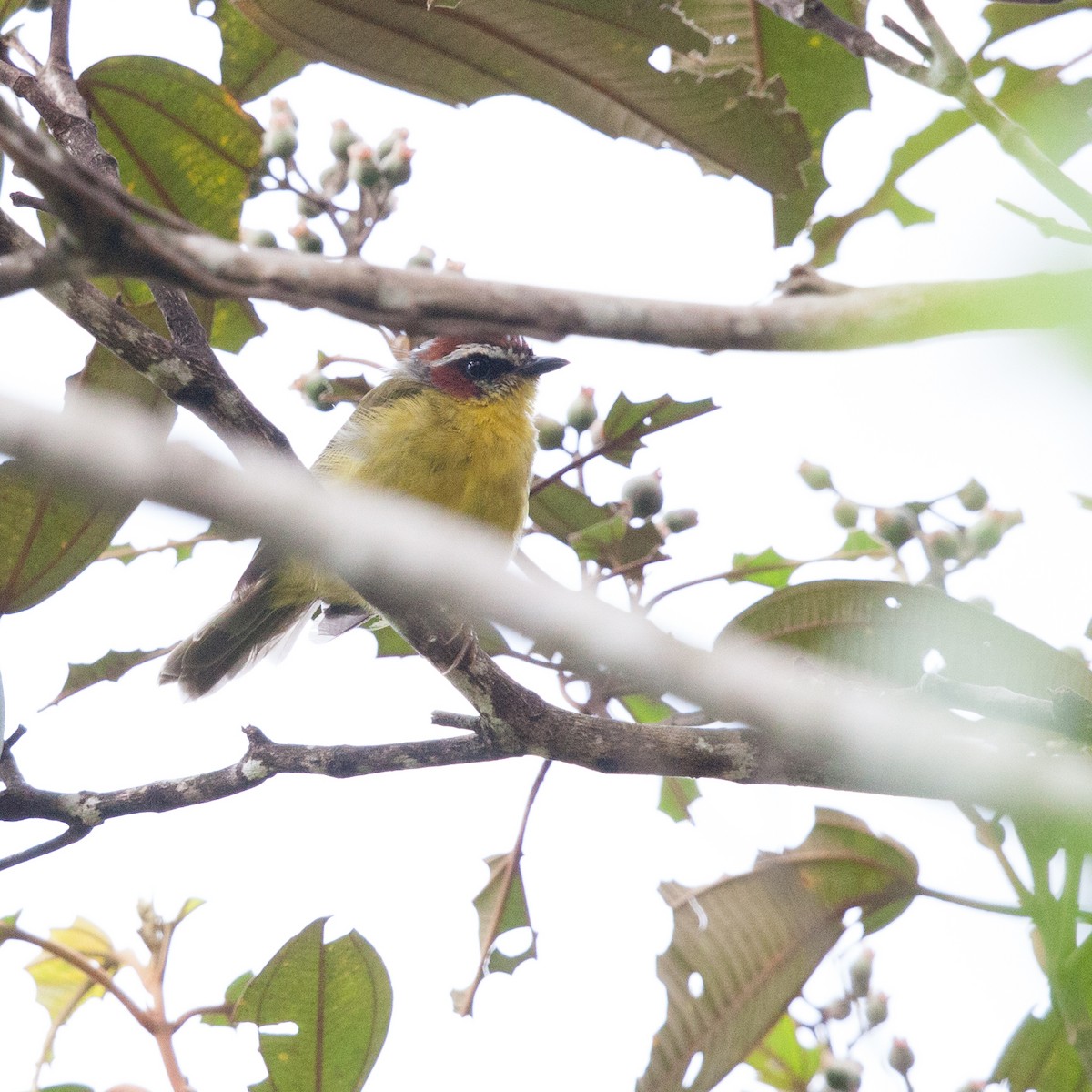 Chestnut-capped Warbler - ML72250651