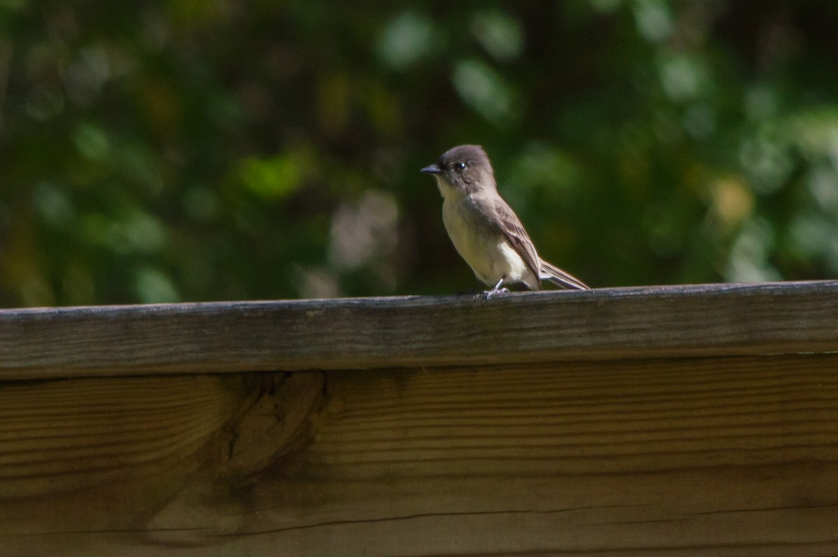 Eastern Phoebe - Linda Lewis