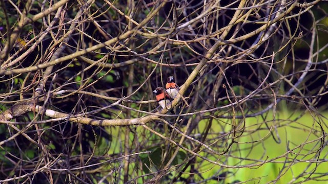 Chestnut-breasted Munia - ML722533