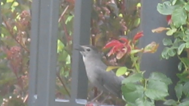 Gray Catbird - ML722538