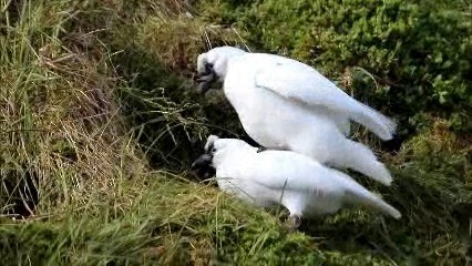 Black-faced Sheathbill - ML722551