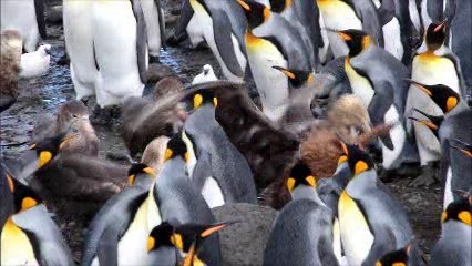 Southern Giant-Petrel - ML722552