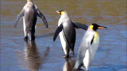 King Penguin - ML722554