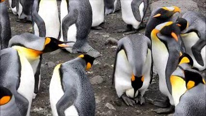Королевский пингвин - ML722555