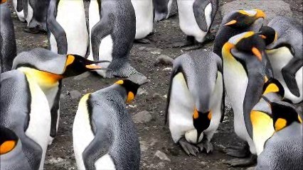 King Penguin - ML722555