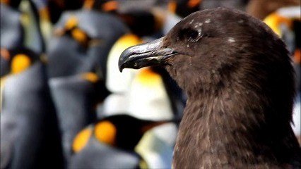 Brown Skua - ML722556