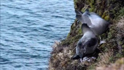 Light-mantled Albatross - ML722557