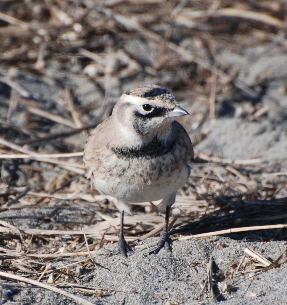 Horned Lark - ML72255791