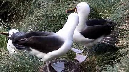 Kerguelenalbatros - ML722558