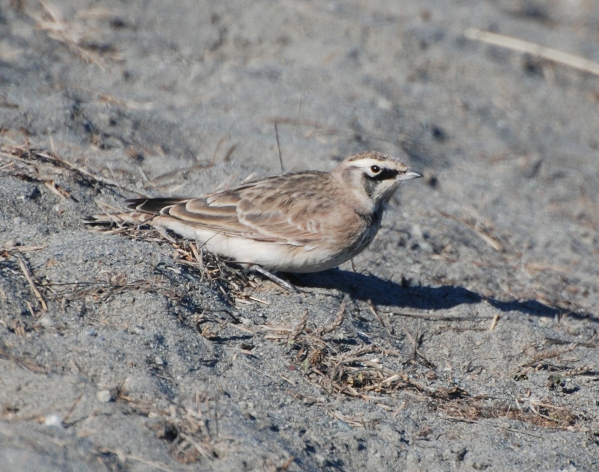 skřivan ouškatý - ML72255801