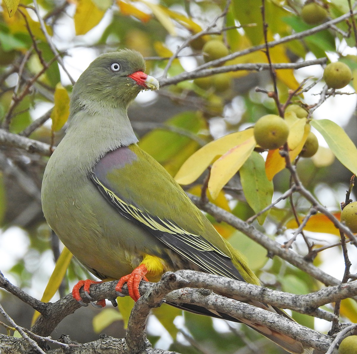 African Green-Pigeon - ML72256051