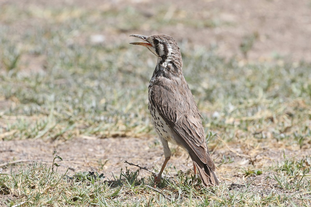 Groundscraper Thrush - ML72256861