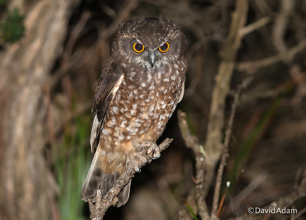Tasmanian Boobook - David Adam