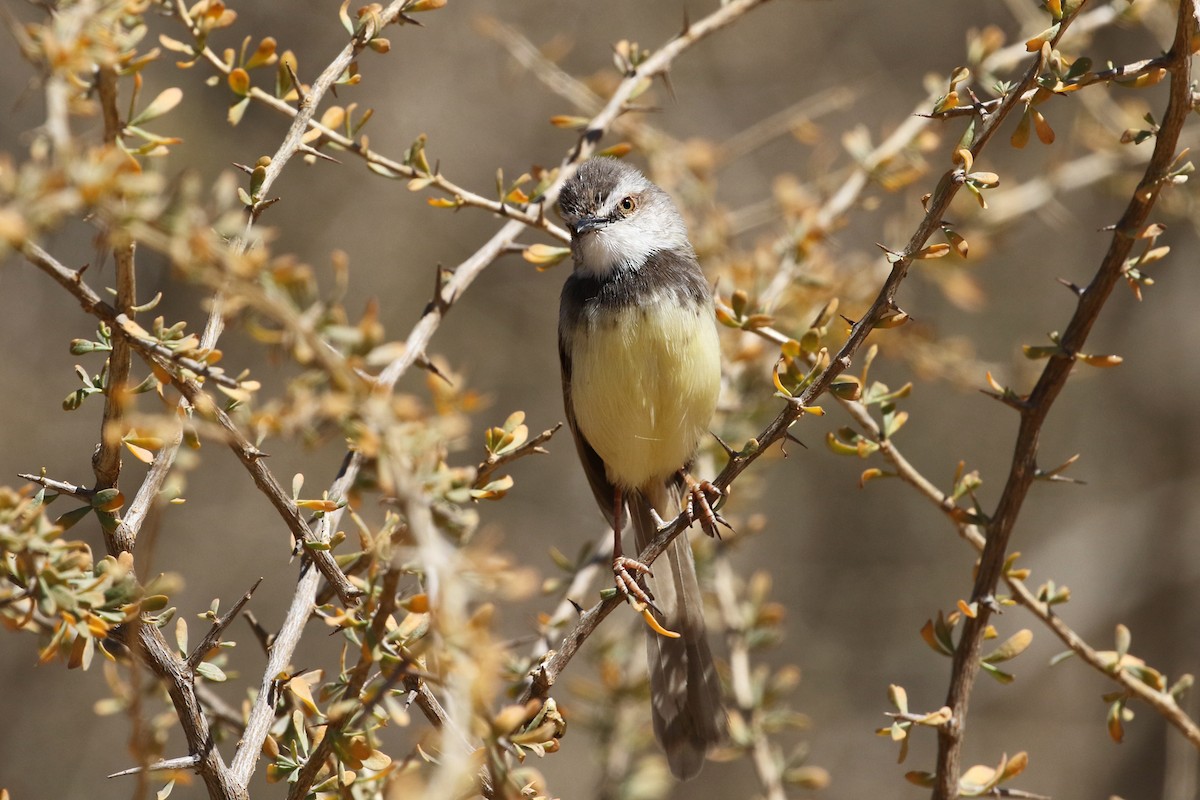 Black-chested Prinia - ML72257261