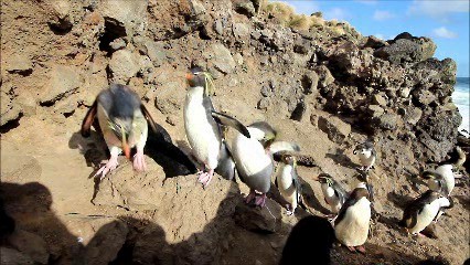 Pingüino Saltarrocas Septentrional - ML722573