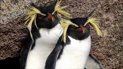 Pingüino Saltarrocas Septentrional - ML722574