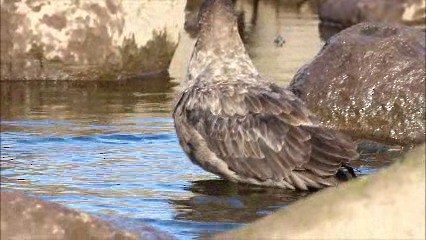 Brown Skua - ML722575