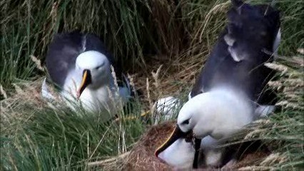 Indian Yellow-nosed Albatross - ML722576