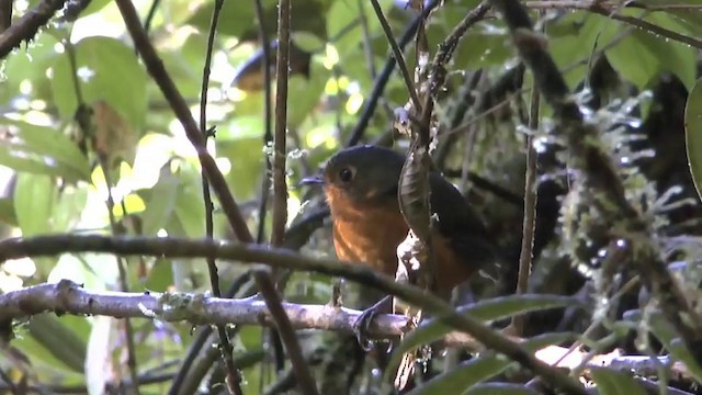 Slate-crowned Antpitta (Slate-crowned) - ML722582