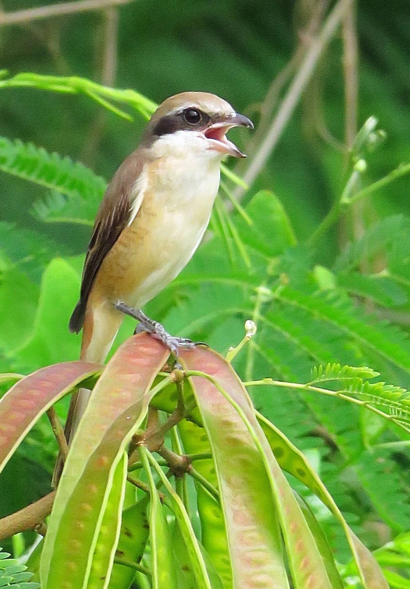 Brown Shrike - ML72259301