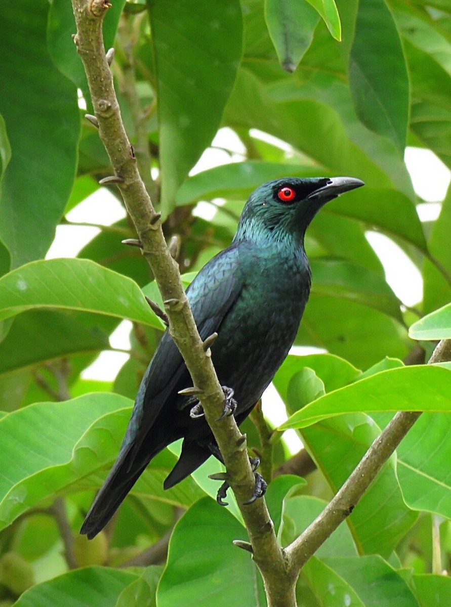 Asian Glossy Starling - Angela Christine Chua