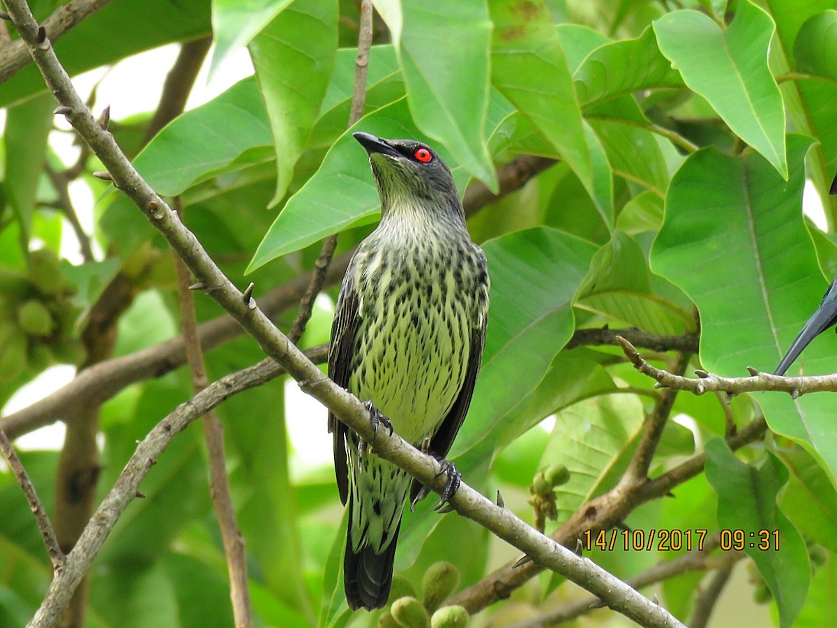 Asian Glossy Starling - ML72259321