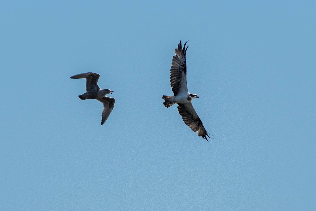 Osprey - ML72259331