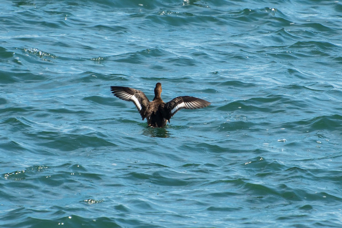 Greater Scaup - ML72259401