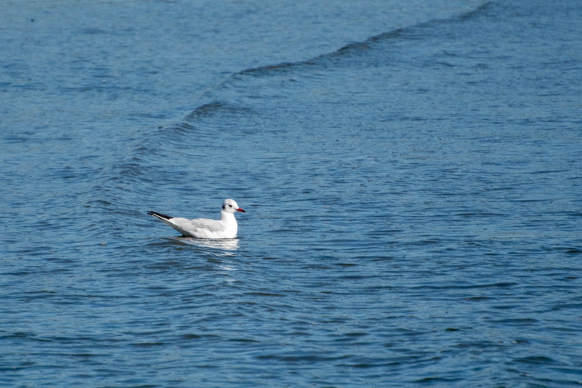Black-headed Gull - ML72259411