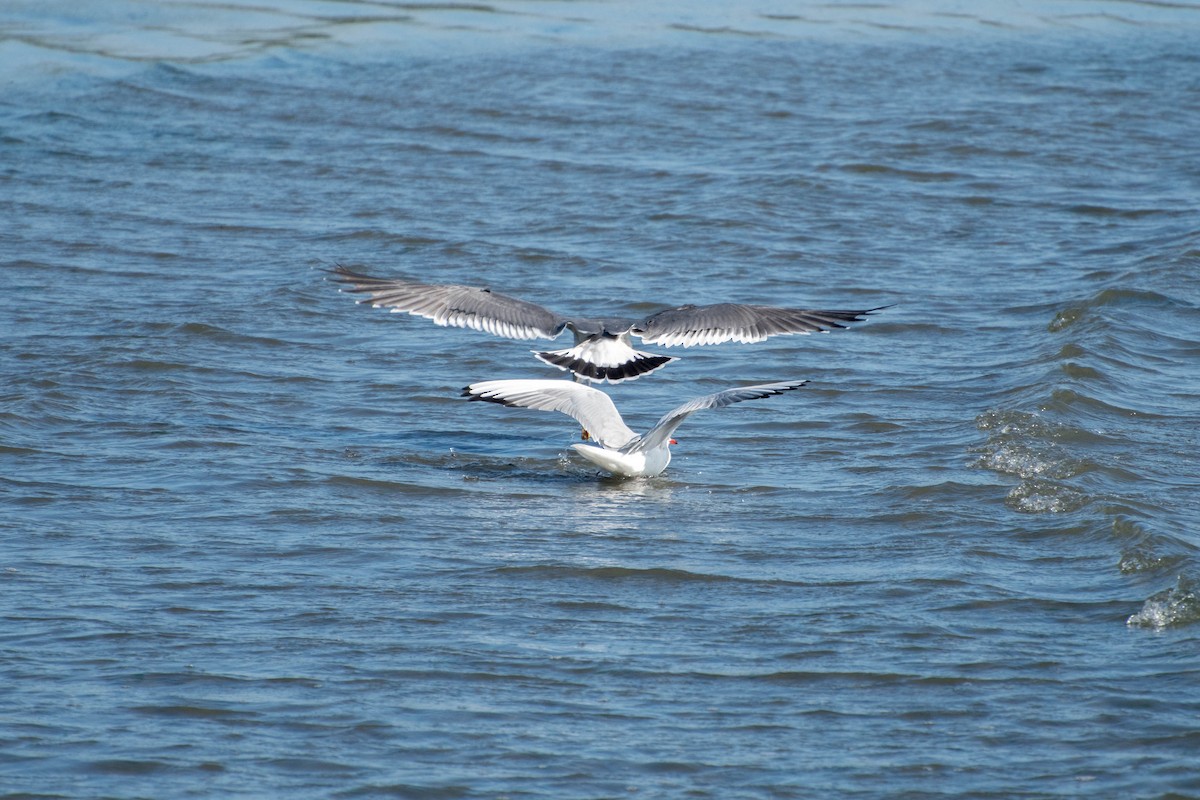 Black-headed Gull - ML72259441