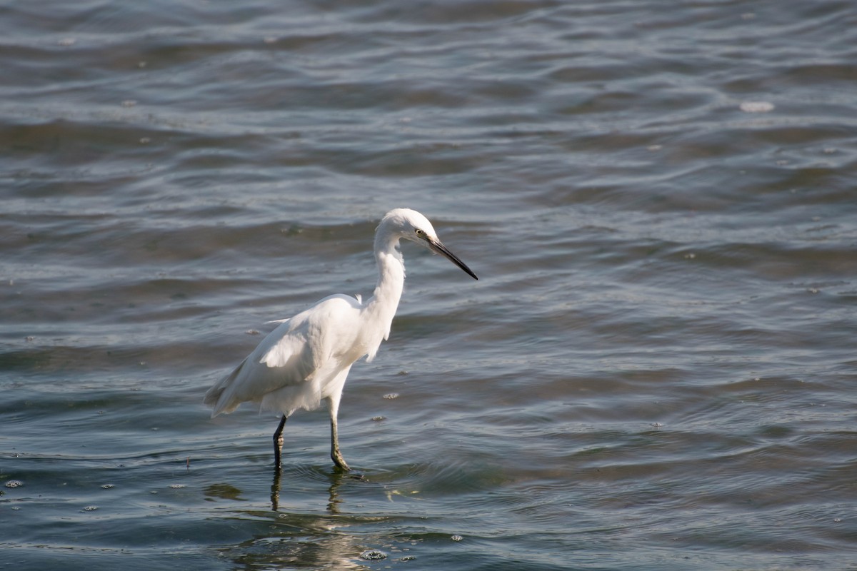 Little Egret - ML72259511