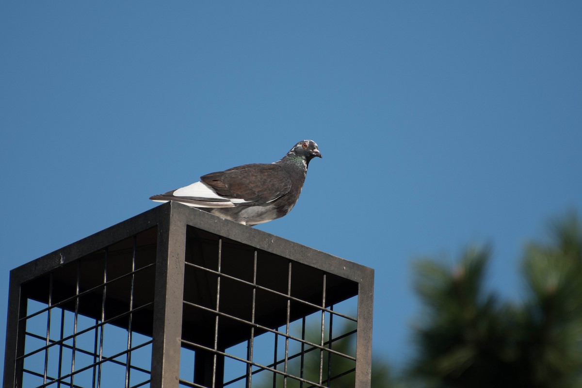 Rock Pigeon (Feral Pigeon) - ML72259581